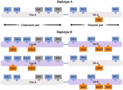 Influence of KIR and NK Cell Reconstitution in the Outcomes of Hematopoietic Stem Cell Transplantation